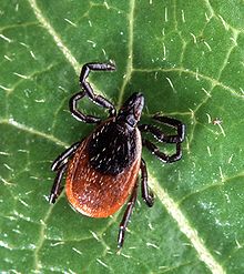 Have your yard sprayed for deer ticks.